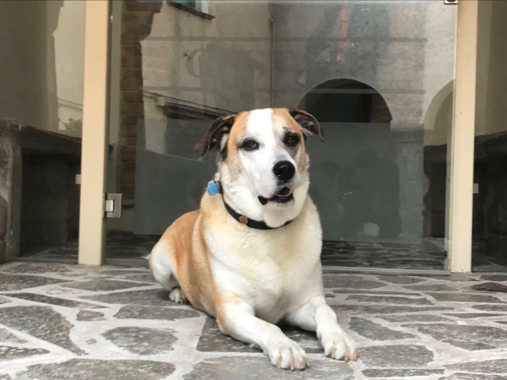 Palazzo Cestari Hotel Montesano sulla Marcellana Bagian luar foto